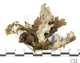 中文名:牛皮葉屬(L00002776)學名:Sticta gracilis (Muell. Arg.) Zahlbr.(L00002776)