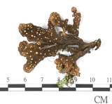 中文名:牛皮葉屬(L00002804)學名:Sticta gracilis (Muell. Arg.) Zahlbr.(L00002804)