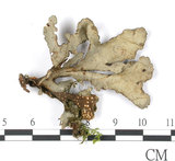 中文名:牛皮葉屬(L00002804)學名:Sticta gracilis (Muell. Arg.) Zahlbr.(L00002804)