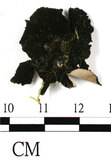 中文名:毛根石耳(L00002011)學名:Umbilicaria vellea (L.) Ach.(L00002011)
