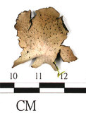 中文名:毛根石耳(L00002011)學名:Umbilicaria vellea (L.) Ach.(L00002011)