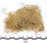 中文名:喜馬拉雅菘蘿(L00000367)學名:Usnea himalayana Babingt.(L00000367)