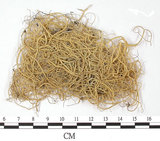 中文名:喜馬拉雅菘蘿(L00000367)學名:Usnea himalayana Babingt.(L00000367)