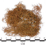 中文名:尖刺菘蘿(L00000373)學名:Usnea aciculifera Vain.(L00000373)