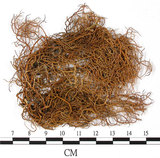 中文名:尖刺菘蘿(L00000373)學名:Usnea aciculifera Vain.(L00000373)