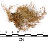 中文名:熱帶菘蘿(L00000374)學名:Usnea leucospilodea Nyl.(L00000374)