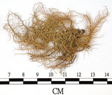 中文名:熱帶菘蘿(L00000374)學名:Usnea leucospilodea Nyl.(L00000374)