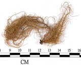 中文名:長枝菘蘿(L00000375)學名:Usnea longissima Ach.(L00000375)