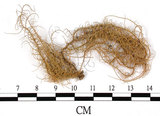 中文名:長枝菘蘿(L00000375)學名:Usnea longissima Ach.(L00000375)