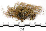 中文名:尖刺菘蘿(L00000376)學名:Usnea aciculifera Vain.(L00000376)