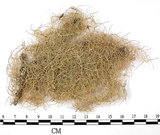 中文名:長枝菘蘿(L00000377)學名:Usnea longissima Ach.(L00000377)