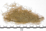 中文名:喜馬拉雅菘蘿(L00000379)學名:Usnea himalayana Babingt.(L00000379)