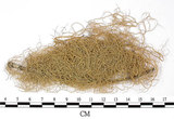 中文名:喜馬拉雅菘蘿(L00000379)學名:Usnea himalayana Babingt.(L00000379)