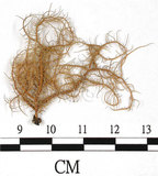 中文名:熱帶菘蘿(L00000380)學名:Usnea leucospilodea Nyl.(L00000380)