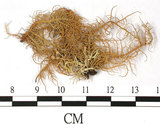 中文名:紊菘蘿(L00000386)學名:Usnea confusa Asah.(L00000386)