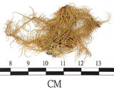 中文名:紊菘蘿(L00000386)學名:Usnea confusa Asah.(L00000386)