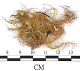 中文名:東方菘蘿(L00000387)學名:Usnea orientalis Motyka(L00000387)