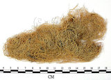 中文名:喜馬拉雅菘蘿(L00000388)學名:Usnea himalayana Babingt.(L00000388)