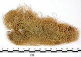 中文名:喜馬拉雅菘蘿(L00000388)學名:Usnea himalayana Babingt.(L00000388)