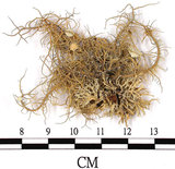 中文名:東方菘蘿(L00000390)學名:Usnea orientalis Motyka(L00000390)