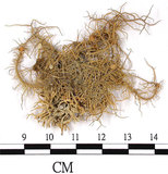 中文名:東方菘蘿(L00000390)學名:Usnea orientalis Motyka(L00000390)