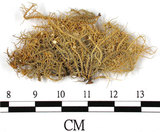 中文名:東方菘蘿(L00000392)學名:Usnea orientalis Motyka(L00000392)