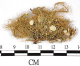 中文名:東方菘蘿(L00000392)學名:Usnea orientalis Motyka(L00000392)