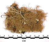 中文名:菘蘿屬(L00000631)學名:Usnea(L00000631)