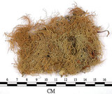 中文名:菘蘿屬(L00000631)學名:Usnea(L00000631)