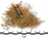 中文名:菘蘿屬(L00000632)學名:Usnea(L00000632)