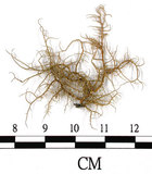 中文名:菘蘿屬(L00000636)學名:Usnea(L00000636)