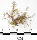 中文名:菘蘿屬(L00000636)學名:Usnea(L00000636)