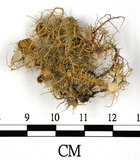 中文名:菘蘿屬(L00000638)學名:Usnea(L00000638)