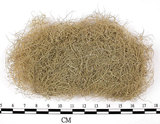 中文名:長枝菘蘿(L00000721)學名:Usnea longissima Ach.(L00000721)