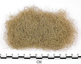 中文名:長枝菘蘿(L00000721)學名:Usnea longissima Ach.(L00000721)