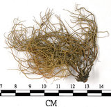 中文名:菘蘿屬(L00000725)學名:Usnea(L00000725)