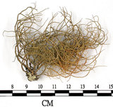 中文名:菘蘿屬(L00000725)學名:Usnea(L00000725)