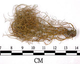 中文名:菘蘿屬(L00000726)學名:Usnea(L00000726)