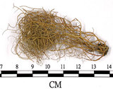 中文名:菘蘿屬(L00000726)學名:Usnea(L00000726)