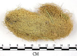 中文名:菘蘿屬(L00000750)學名:Usnea(L00000750)