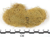 中文名:菘蘿屬(L00000750)學名:Usnea(L00000750)