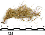 中文名:菘蘿屬(L00000790)學名:Usnea(L00000790)