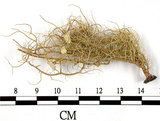 中文名:菘蘿屬(L00000790)學名:Usnea(L00000790)