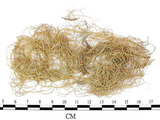 中文名:菘蘿屬(L00000807)學名:Usnea(L00000807)