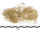 中文名:菘蘿屬(L00000807)學名:Usnea(L00000807)