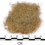 中文名:菘蘿屬(L00000819)學名:Usnea(L00000819)