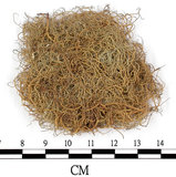 中文名:菘蘿屬(L00000819)學名:Usnea(L00000819)