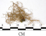 中文名:菘蘿屬(L00000850)學名:Usnea angulata Ach.(L00000850)