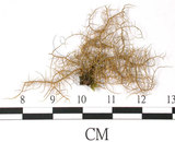 中文名:菘蘿屬(L00000850)學名:Usnea angulata Ach.(L00000850)