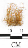 中文名:菘蘿屬(L00000851)學名:Usnea angulata Ach.(L00000851)
